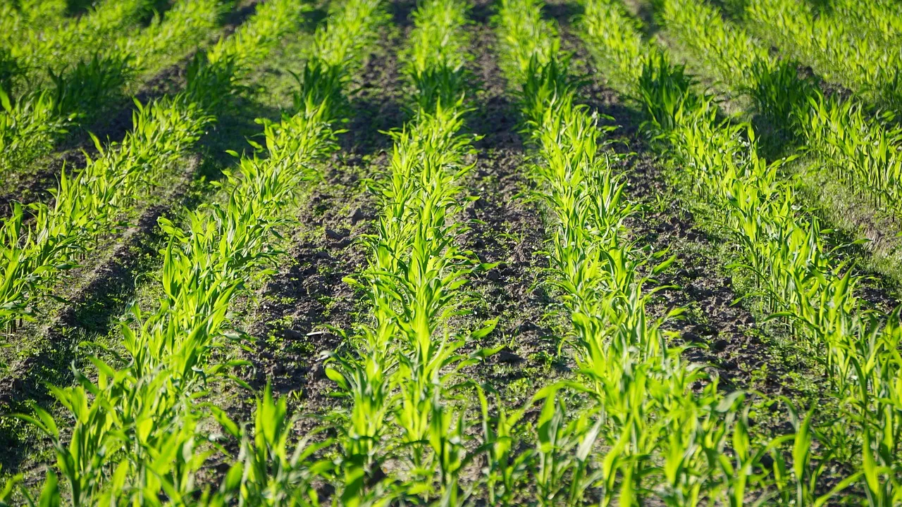 Le chlorure de manganèse est appliqué en agriculture