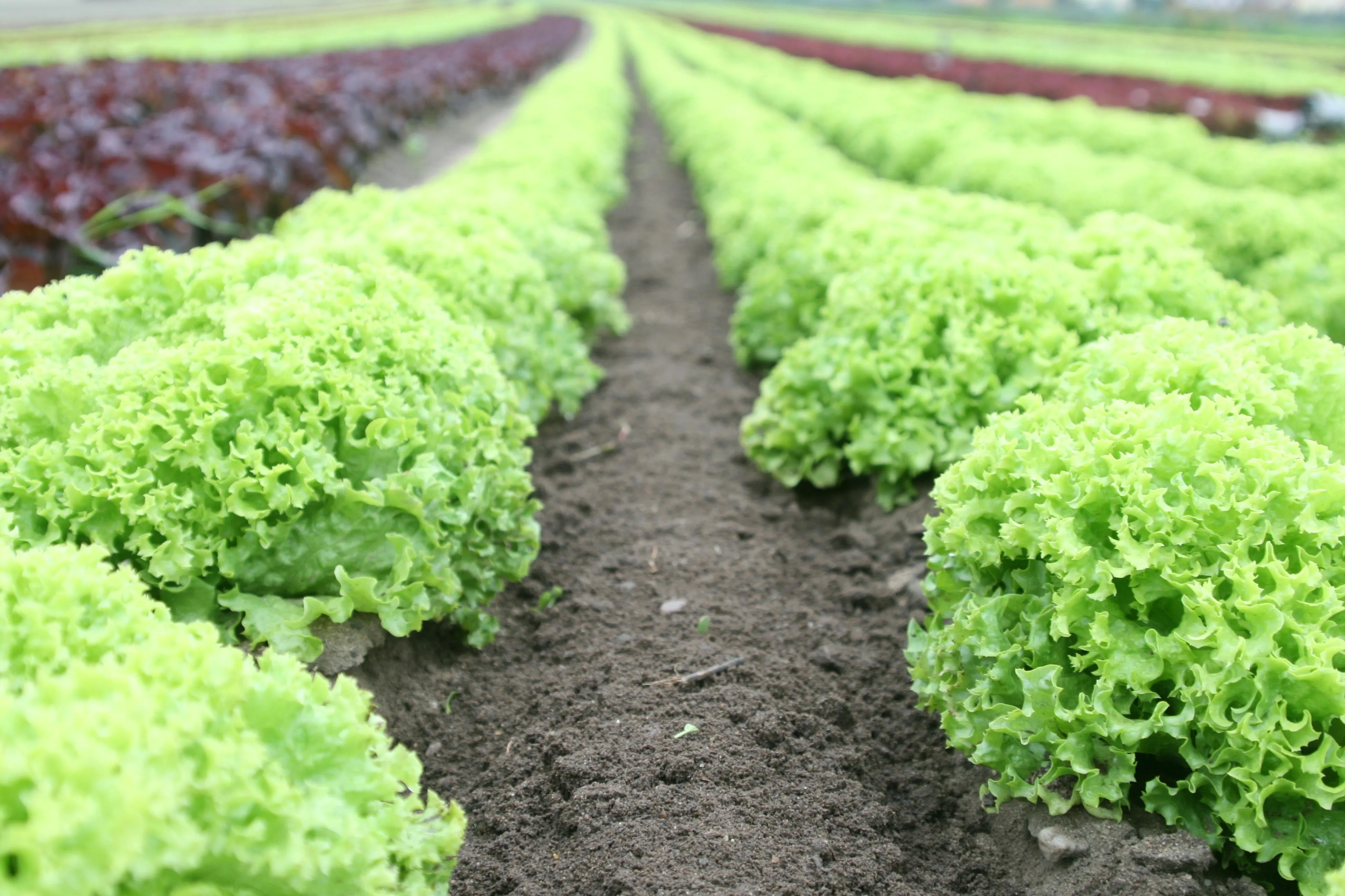 Agriculture