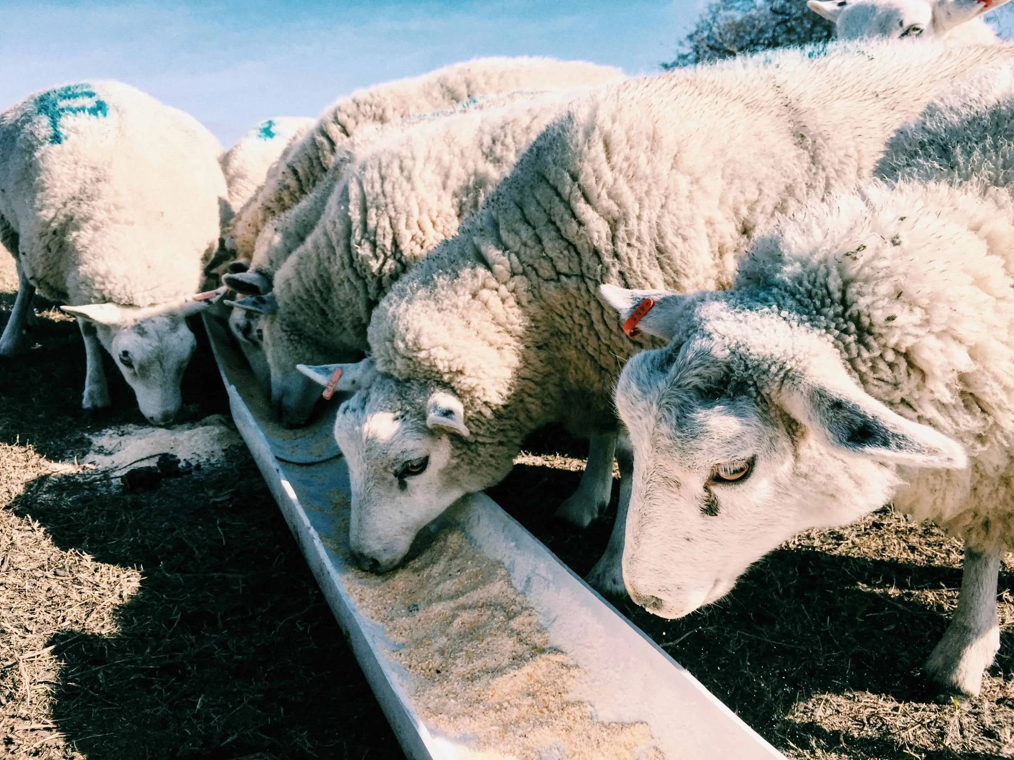 Le chlorure de manganèse est appliqué en nutrition animale